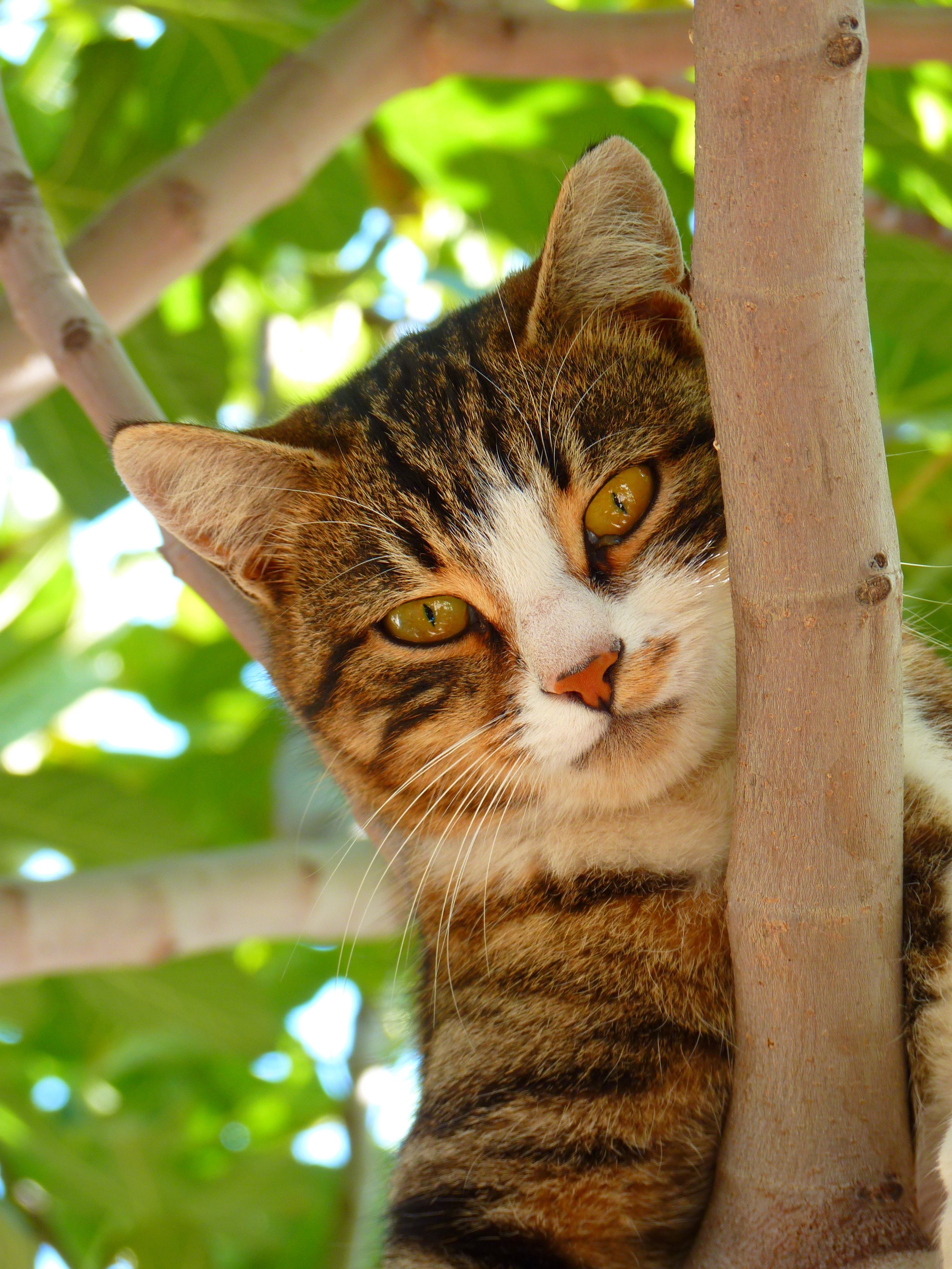 Picture me cats. Felis Silvestris catus. Котики на природе. Красивые коты. Коричневый полосатый кот.